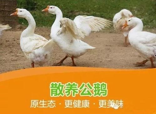 吃瓜鹅日常爆料怎么做的,日常爆料背后的制作秘籍