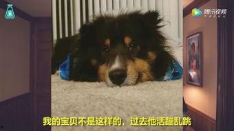 抖音香香公主和爱犬吃瓜爆料,抖音幕后故事曝光