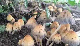 蘑菇视频吃瓜爆料网最新版,揭秘娱乐圈惊天大瓜！