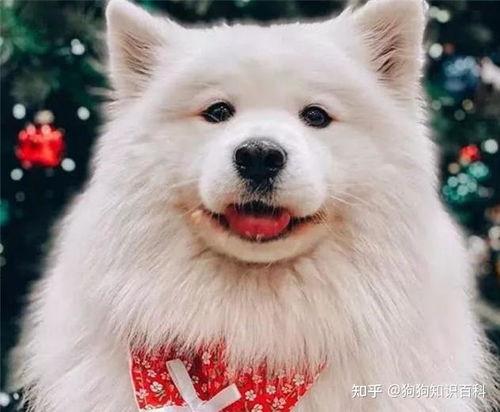 萨摩耶明星网红图片,毛茸茸的明星魅力四射