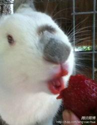 rabbit吃瓜爆料微博一线,揭秘娱乐圈一线幕后故事