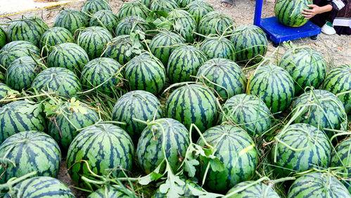 中国吃瓜爆料群有哪些人