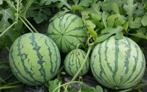 17c吃瓜爆料黑料入口,黑料入口背后的真相